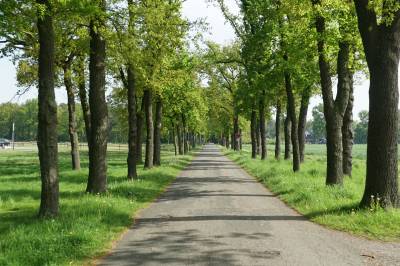 Die schöne Eichenallee am Naturfreibad.